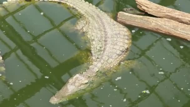 动物公园里水里的鳄鱼 — 图库视频影像