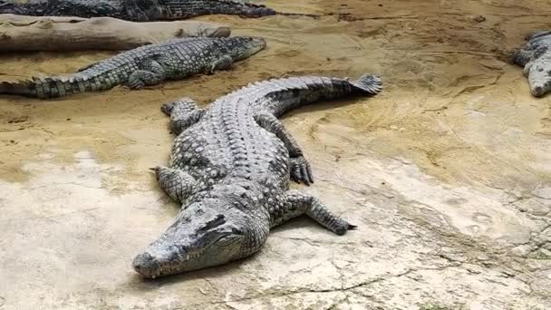 Несколько Крокодилов Зоопарке — стоковое видео