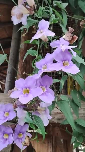 Flores Thunbergia Grandiflora Conhecida Como Videira Bengala — Vídeo de Stock