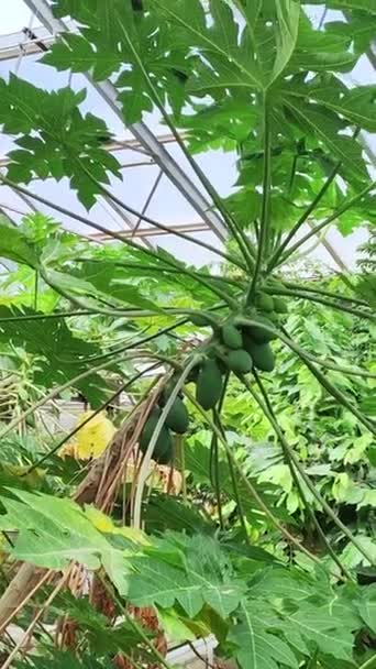 Kağıt Carica Papaya Bir Seradaki Küçük Tropikal Meyve Ağacı — Stok video