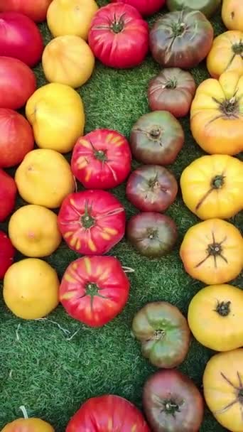Tomaten Van Verschillende Grootte Kleuren Een Marktkraam — Stockvideo