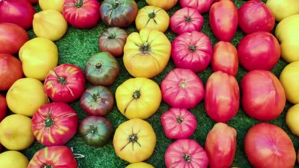 Tomaten Van Verschillende Grootte Kleuren Een Marktkraam — Stockvideo
