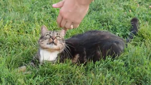 Zbliżenie Kotka Leżącego Trawie — Wideo stockowe