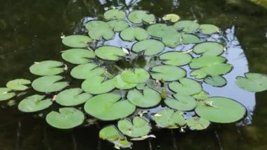 Bir su kütlesindeki nilüferleri kapatın.