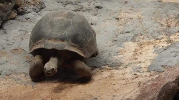 Große Schildkröte Bewegt Sich Langsam Auf Sandigem Boden Voran — Stockvideo
