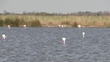 Saint-Laurent-d 'Aigouze kasabası yakınlarındaki gölette birkaç flamingo görülüyor (Occitanie, Fransa)