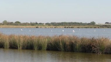 Saint-Laurent-d 'Aigouze kasabası yakınlarındaki gölette birkaç flamingo görülüyor (Occitanie, Fransa)