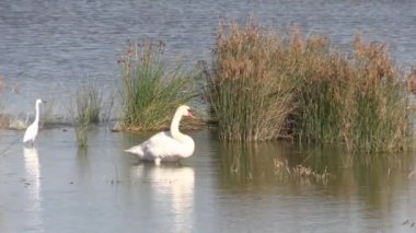 Kuğu, yakın plan, Camargue 'deki bir doğa koruma alanında.