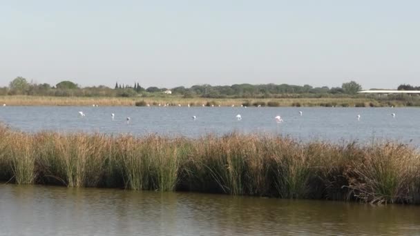 View Several Flamingos Pond Town Saint Laurent Aigouze Camargue Occitanie — Stock Video