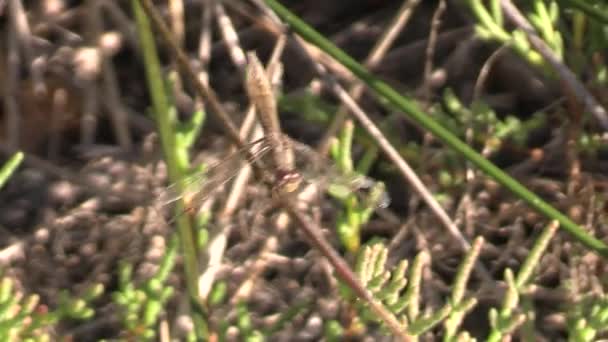 Dragonfly Close Resting Twig — Stock Video
