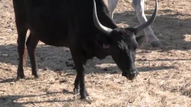 Camargue 'de boğa manevrası (Occitanie, Fransa)