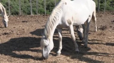 Camargue 'de beyaz at sürüsü (Occitanie, Fransa)