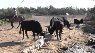 Saintes-Maries-de-la-Mer, Provence-Alpes-Cte d 'Azur, Fransa - 09112023: Camargue' de gardiyanlarıyla dört nala koşan atlar ve boğaların manevrası