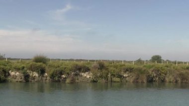 Camargue 'de Petit Rhne' in ağzının kenarında.
