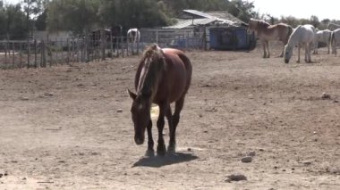 Camargue 'de bir sürüde birkaç at.
