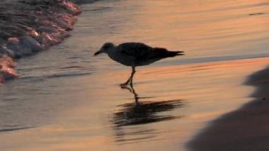 Martı, alacakaranlıkta, sahilde.