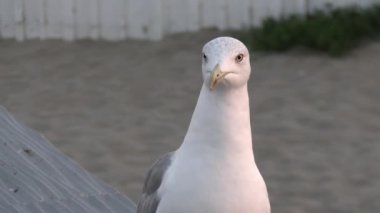 Bir martı portresi, kumsalda