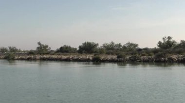 Camargue 'de Petit Rhne' in ağzının kenarında.