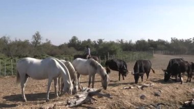 Saintes-Maries-de-la-Mer, Provence-Alpes-Cte d 'Azur, Fransa - 09112023: Camargue' de gardiyanlarıyla dört nala koşan atlar ve boğaların manevrası