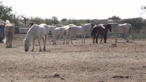 Several Horses Manade Camargue — Stock Video