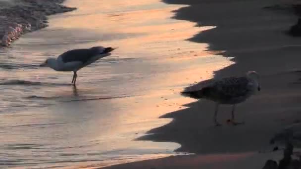 Gull Dusk Beach — Stock Video