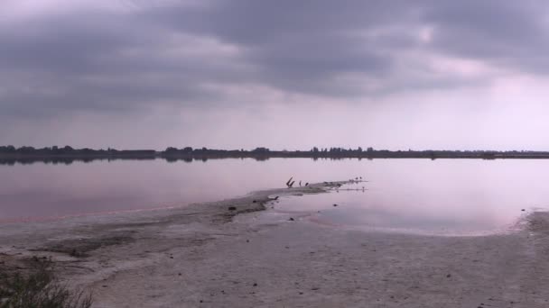 Lago Rosa Camargue Saline Aigues Mortes — Video Stock