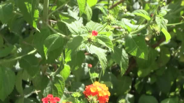 Krásná Oranžová Červená Atlantana Zahradě — Stock video