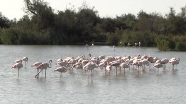 Doğa koruma alanında birkaç pembe flamingo.