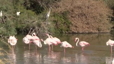 Doğa koruma alanında birkaç pembe flamingo.