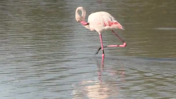 Rosafarbener Flamingo Naturschutzgebiet — Stockvideo