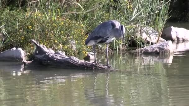 Heron Resting Branch Edge Marshes — Stock Video
