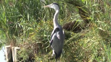 Balıkçıl, bataklığın kenarındaki bir dalda dinleniyor.