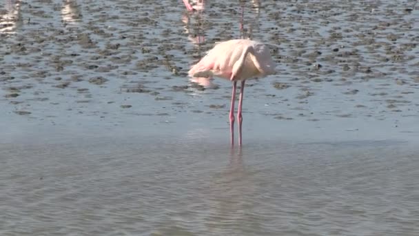 Flamingo Einem Naturschutzgebiet — Stockvideo