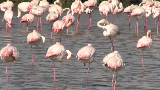 Several Flamingos Nature Reserve — Stock Video
