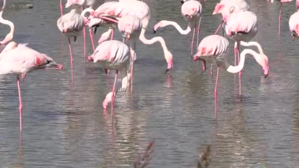 Több Flamingó Egy Természetvédelmi Területen — Stock videók