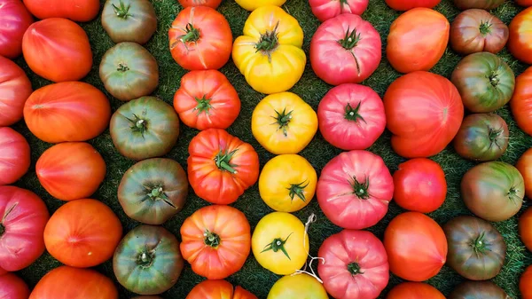 Tomates Tamanhos Diferentes Cores Uma Tenda Mercado — Fotografia de Stock