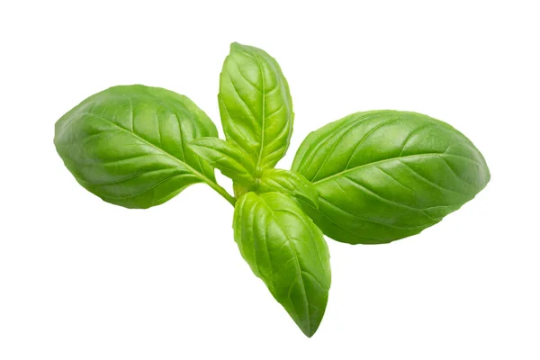 Basil Leaves Closeup Isolated White Background Royalty Free Stock Photos