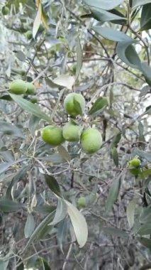 Zeytin ağacında, yeşil zeytinlere yakın.