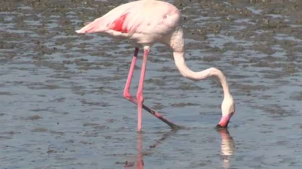 Flamingo Přírodní Rezervaci — Stock video