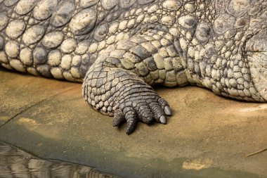 patte de crocodile en gros planı