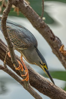 Çizgili balıkçıl su yüzeyini izleyen bir dala tünemiş.
