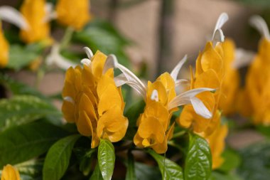 Sarı pachystachys, tropikal bir çalı, yakın plan.