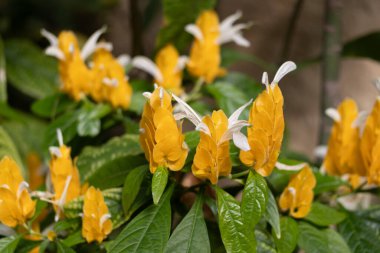 Sarı pachystachys, tropikal bir çalı, yakın plan.