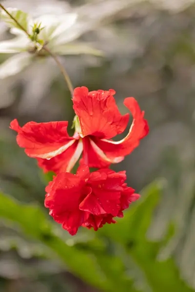 Red hibiscus, close-up, in a park