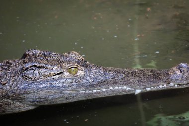 Timsah, yakın plan, suda.