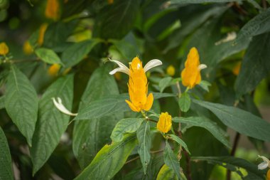 Altın Karides veya Lolipop bitkisinin sarı çiçekleri (Pachystachys lutea)