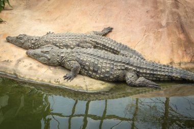 Bir timsahın portresi, yakın plan.
