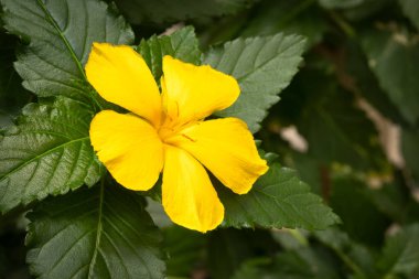 Sarı çiçeğin görünümü: Turnera, yakın plan