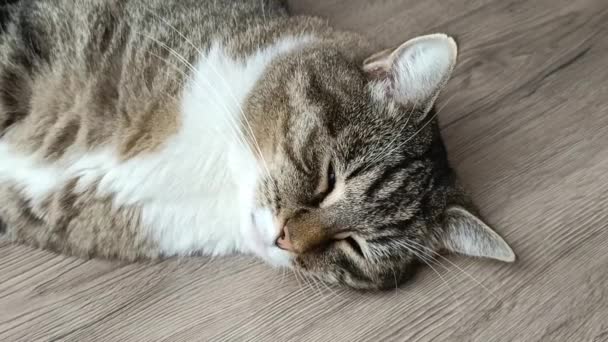 แมวท กนอนบนโต — วีดีโอสต็อก