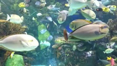 Akvaryumda bir sürü egzotik balık